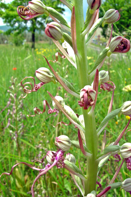 Orchidee del Chianti - Ophrys sphegodes e altre...